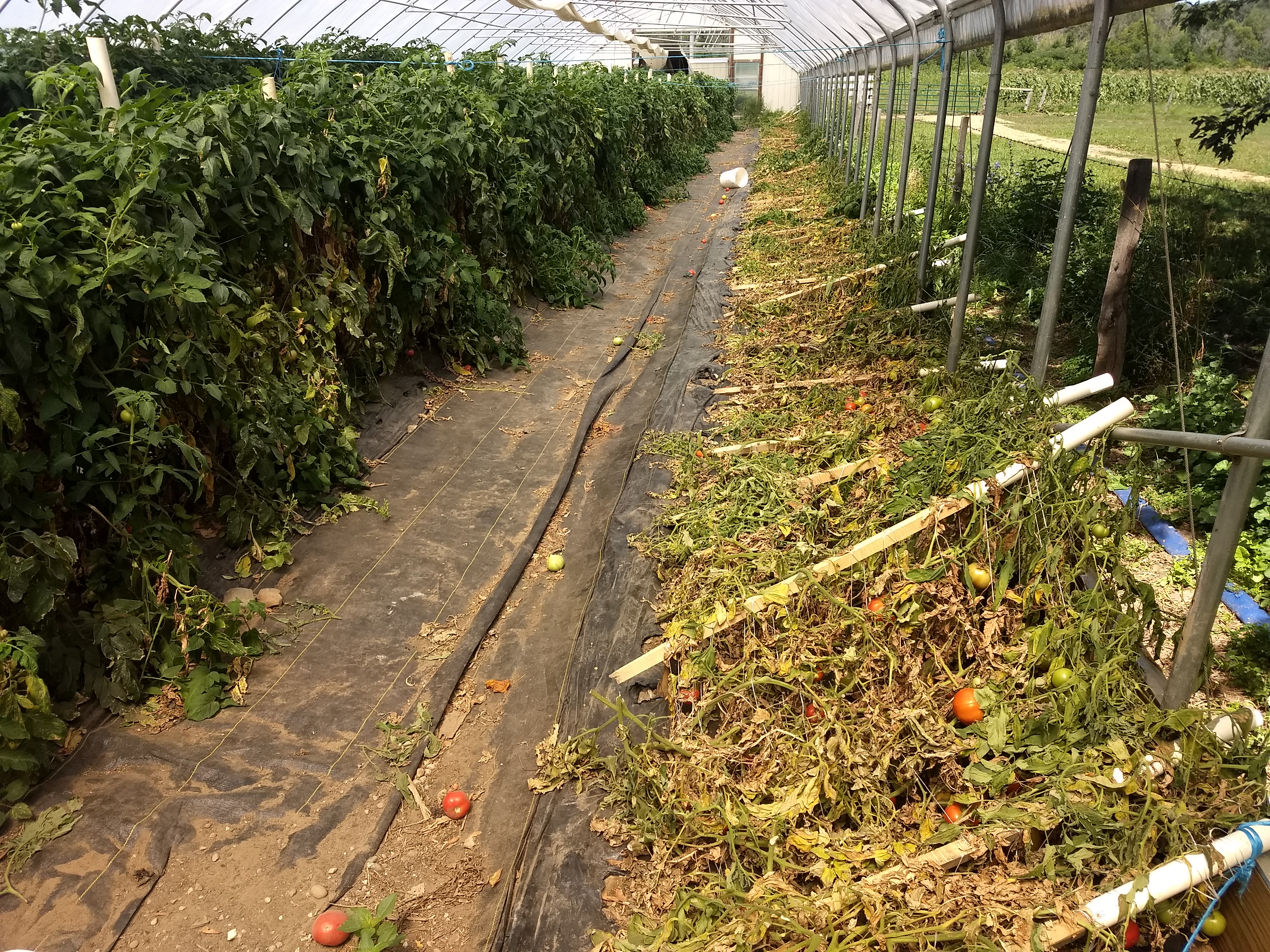 Tomato plants in a hoop house.